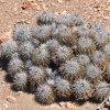 Vai alla scheda di Copiapoa rupestris ssp. desertorum