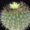 Vai alla scheda di Copiapoa serpentisulcata