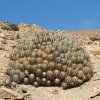 Vai alla scheda di Copiapoa solaris