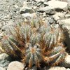 Vai alla scheda di Copiapoa solaris v. luteispina