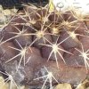 Vai alla scheda di Copiapoa streptocaulon