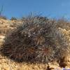 Vai alla scheda di Copiapoa superba