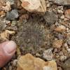 Vai alla scheda di Copiapoa taltalensis