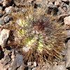 Vai alla scheda di Copiapoa taltalensis f. rupestris