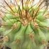 Vai alla scheda di Copiapoa tenebrosa