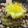 Vai alla scheda di Copiapoa tenuissima