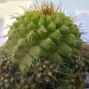 Vai alla scheda di Copiapoa variispinata