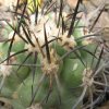 Vai alla scheda di Copiapoa wagenknechtii