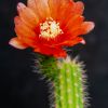 Vai alla scheda di Corryocactus apiciflorus