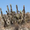 Vai alla scheda di Corryocactus brevistylus