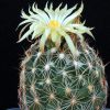 Vai alla scheda di Coryphantha aff. cornifera