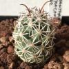 Vai alla scheda di Coryphantha ancistracantha