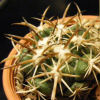 Vai alla scheda di Coryphantha asterias