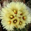 Vai alla scheda di Coryphantha clava