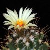 Vai alla scheda di Coryphantha clavata