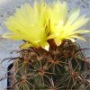 Vai alla scheda di Coryphantha compacta