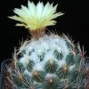 Vai alla scheda di Coryphantha cornifera f. malitierrarum