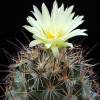 Vai alla scheda di Coryphantha delaetiana