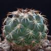 Vai alla scheda di Coryphantha delaetiana v. indensis