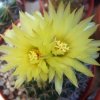 Vai alla scheda di Coryphantha delicata