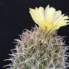 Vai alla scheda di Coryphantha difficilis