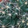 Vai alla scheda di Coryphantha echinus