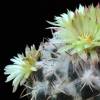 Vai alla scheda di Coryphantha elephantidens