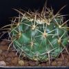 Vai alla scheda di Coryphantha elephantidens ssp. greenwoodii