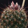 Vai alla scheda di Coryphantha georgii