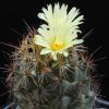 Vai alla scheda di Coryphantha gladiispina