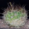 Vai alla scheda di Coryphantha gladispina x delaetiana