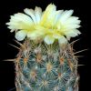 Vai alla scheda di Coryphantha glanduligera