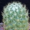 Vai alla scheda di Coryphantha glassii