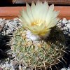 Vai alla scheda di Coryphantha greenwoodii