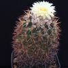 Vai alla scheda di Coryphantha guerkeana