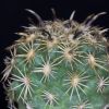 Vai alla scheda di Coryphantha kracikii