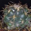 Vai alla scheda di Coryphantha longicornis