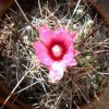 Vai alla scheda di Coryphantha macromeris ssp. runyonii