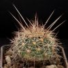 Vai alla scheda di Coryphantha magentae