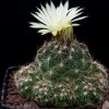 Vai alla scheda di Coryphantha neglecta