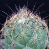 Vai alla scheda di Coryphantha nickelsiae