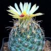 Vai alla scheda di Coryphantha obscura