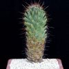 Vai alla scheda di Coryphantha octacantha