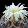 Vai alla scheda di Coryphantha pallida ssp. calipensis