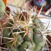 Vai alla scheda di Coryphantha poselgeriana