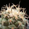 Vai alla scheda di Coryphantha poselgeriana v. valida