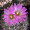 Vai alla scheda di Coryphantha pseudoechinus