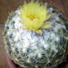 Vai alla scheda di Coryphantha pseudonickelsae