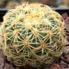 Vai alla scheda di Coryphantha pseudoradians