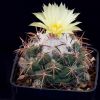 Vai alla scheda di Coryphantha pycnacantha